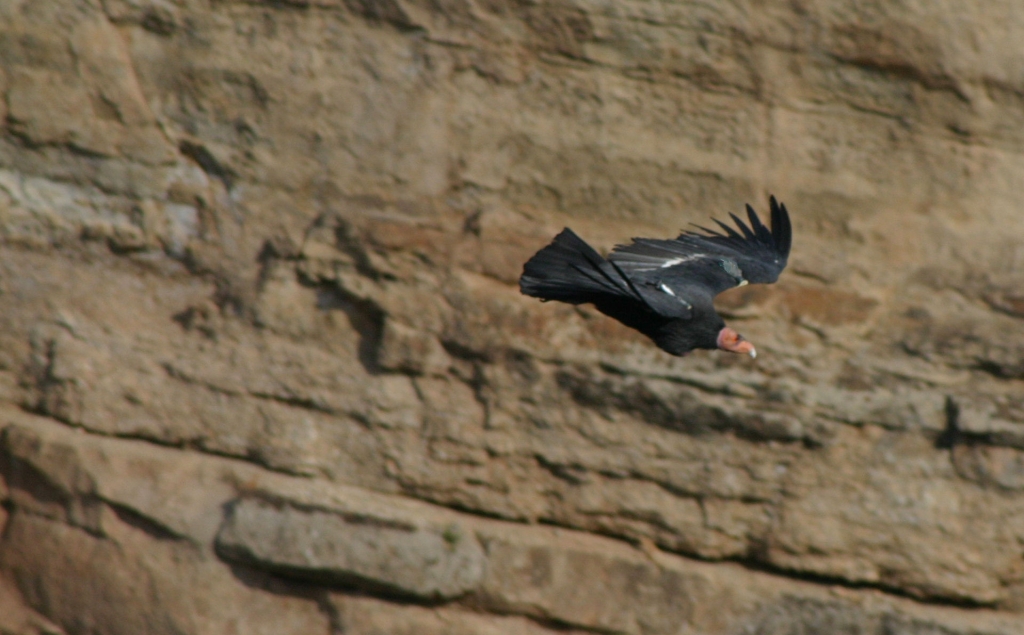 15 - Grand Canyon (19).JPG